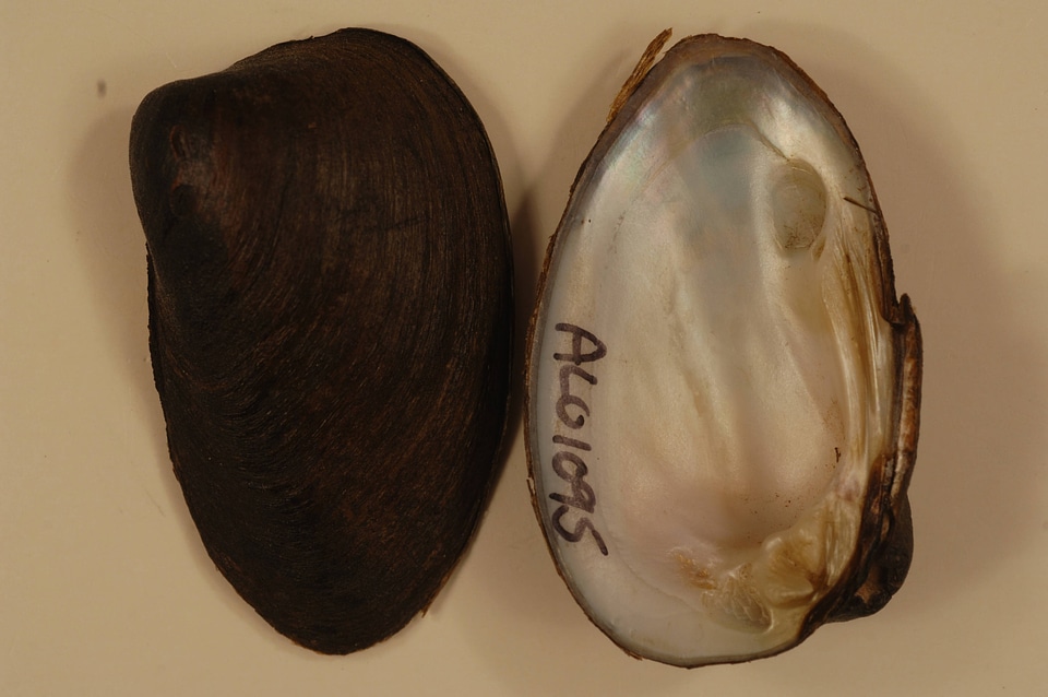 Pleurobema decisum-1
