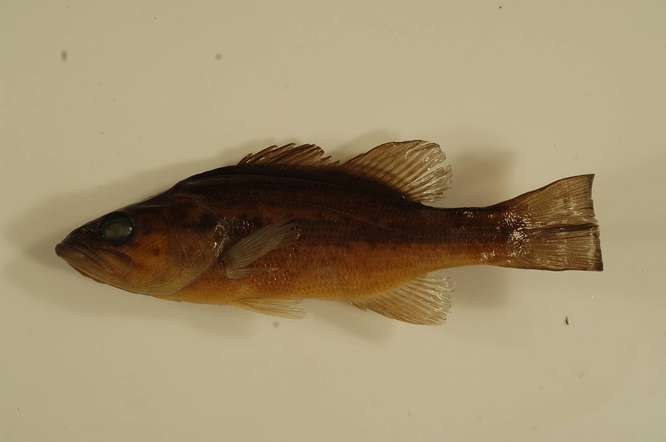 Micropterus salmoides-1