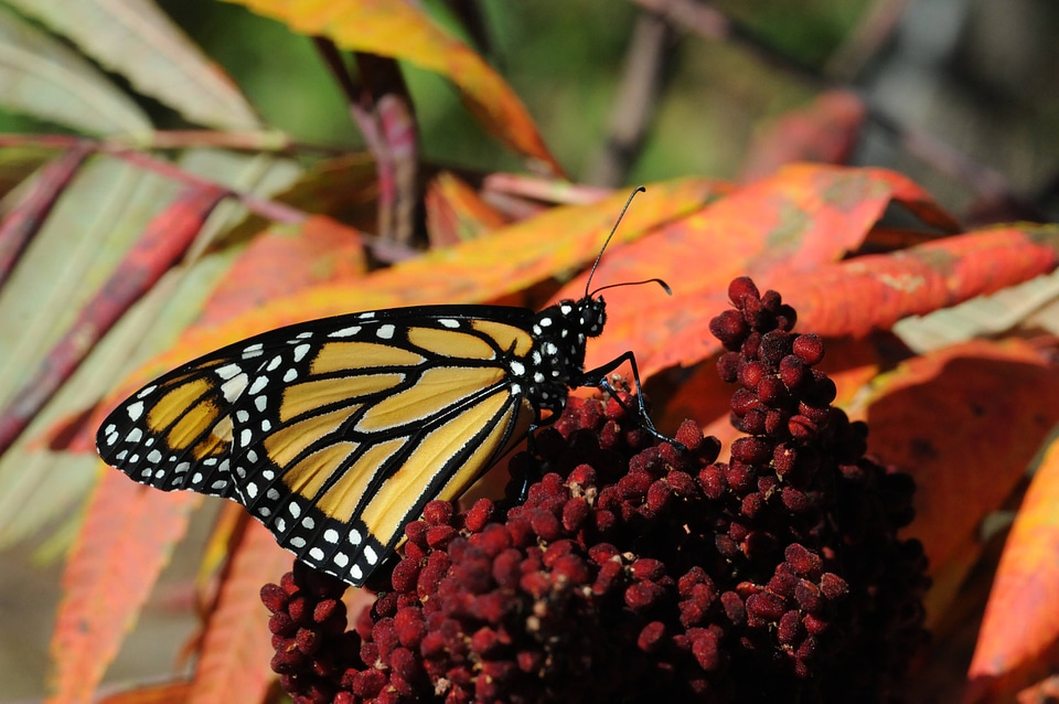 Monarch butterfly on Fall foliage-2