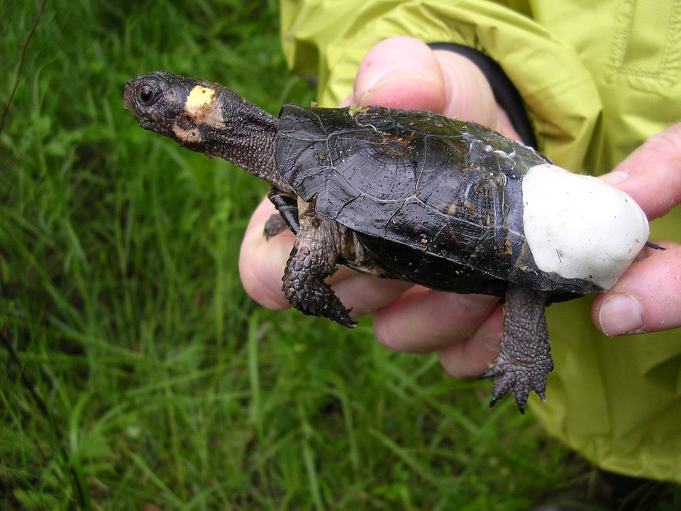 Bog turtle affixed with radio transmitter photo