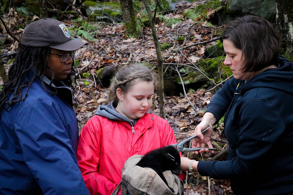 Tagging a black bear cub
