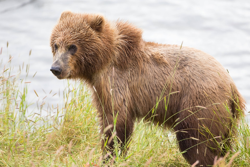 Kodiak brown bear-1