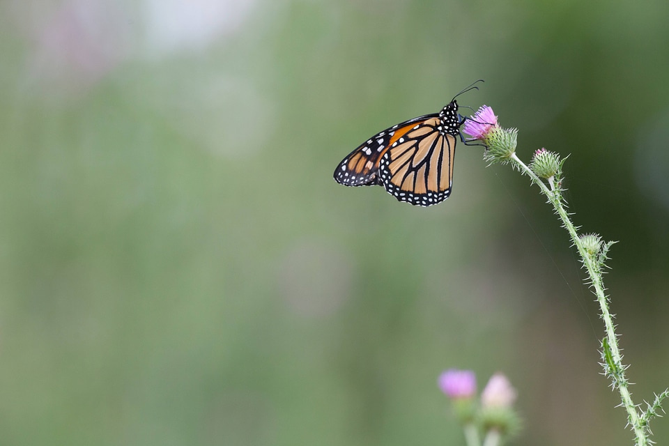Adult monarch butterfly on a thistle-4