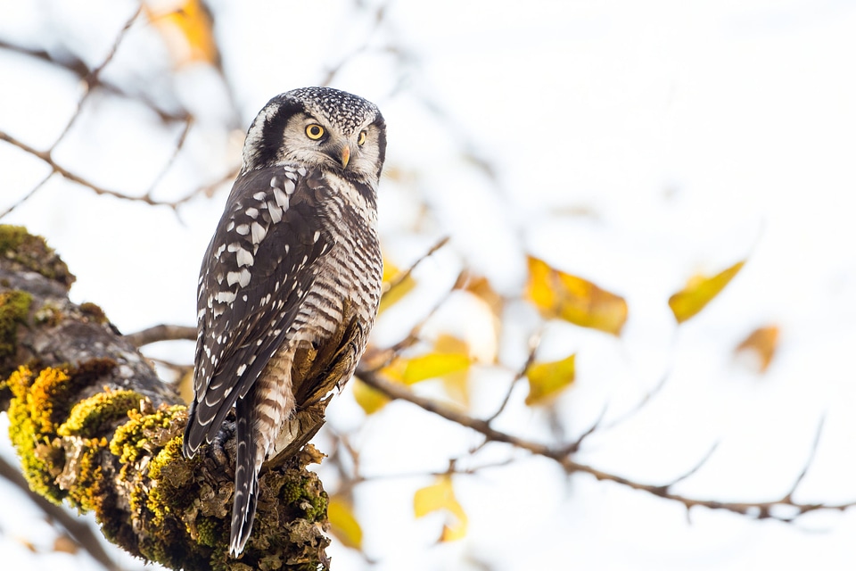 Northern Hawk Owl-1
