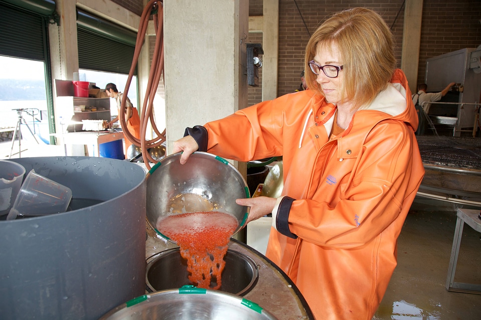 Service employee processing Fall Chinook salmon eggs