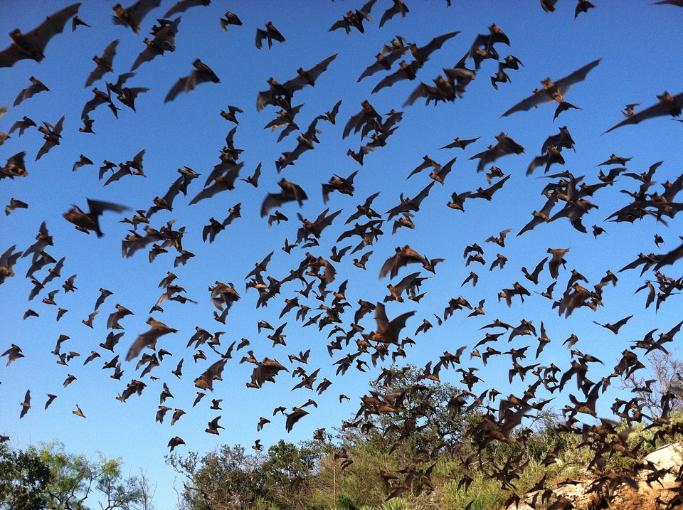 Mexican free-tailed bats