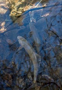 Gila trout-1 photo