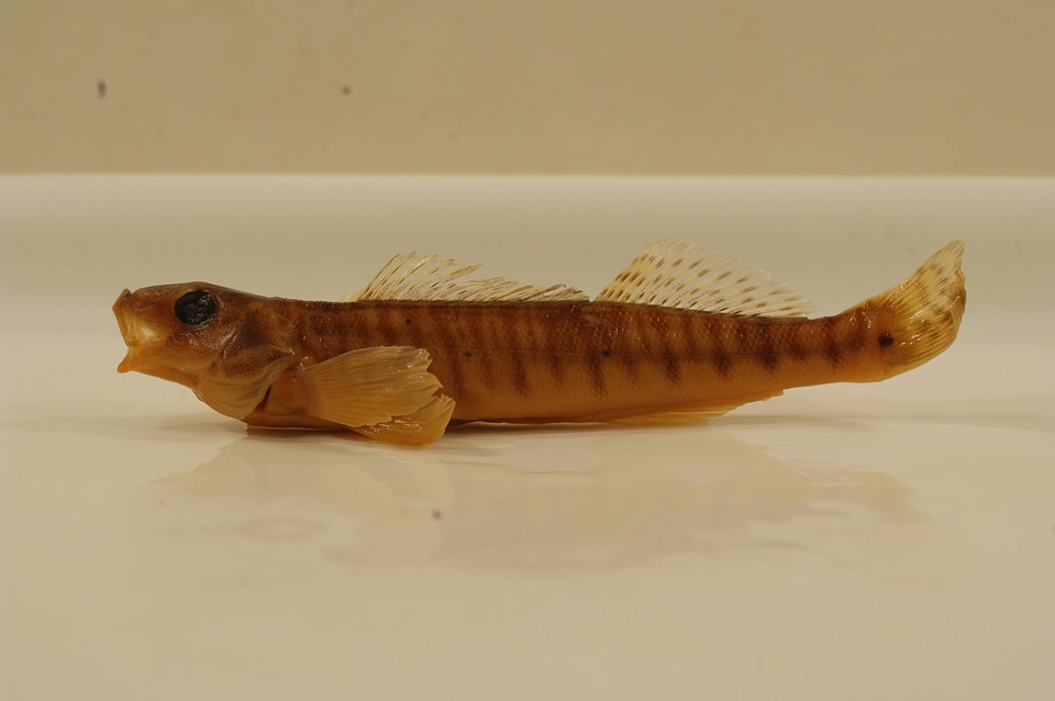 Percina caprodes-1