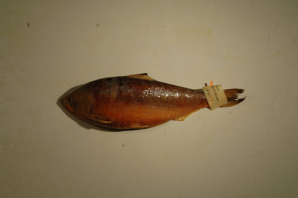 Alosa sapidissima