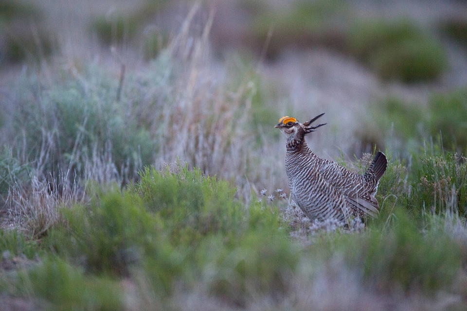 Lesser Prairie-Chicken-1