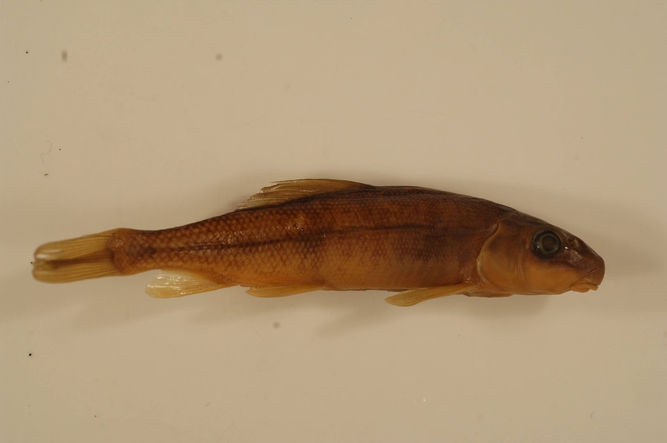 Catostomus macrocheilus-2