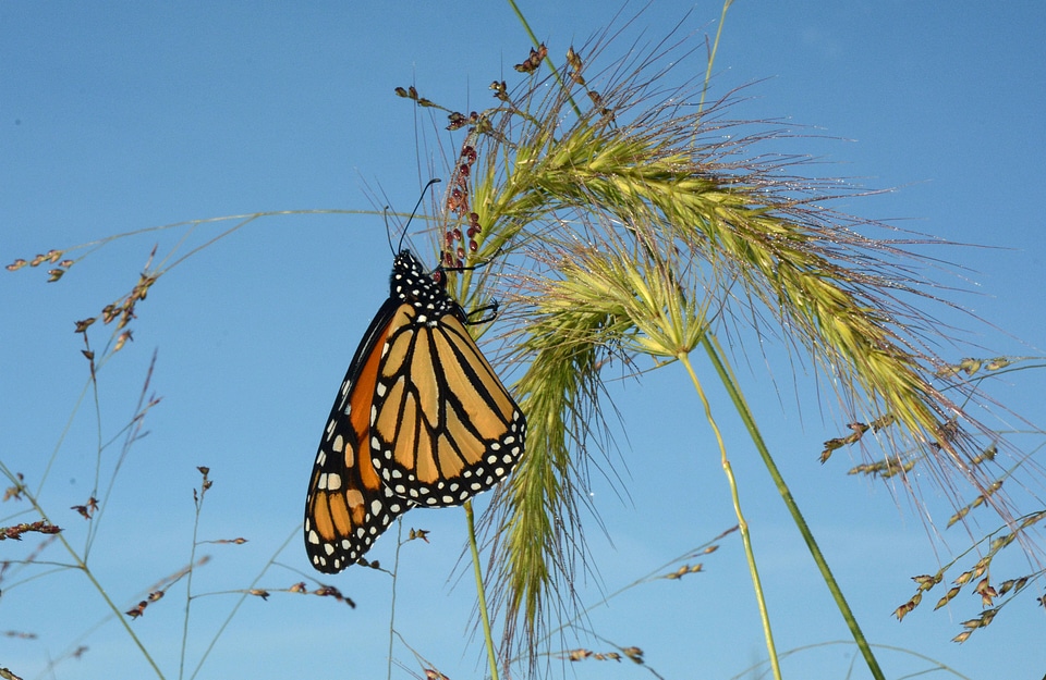 Monarch butterfly on Foxtail-1