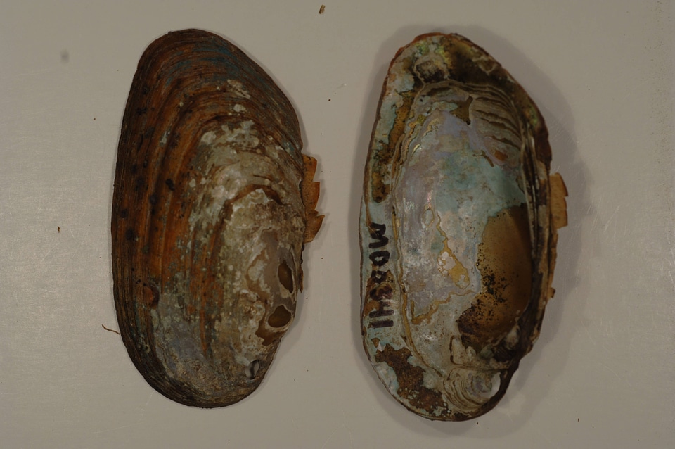 Elliptio complanata-3