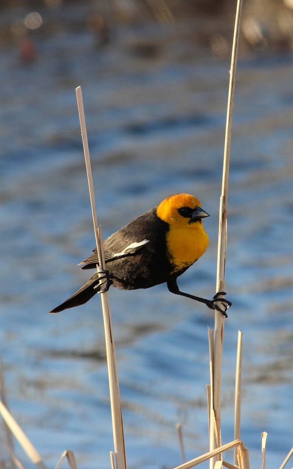 Yellow-headed Blackbird-2