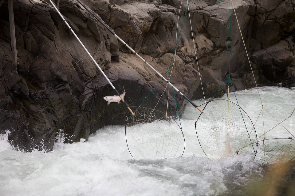 Salmon escapes traditional dip nets