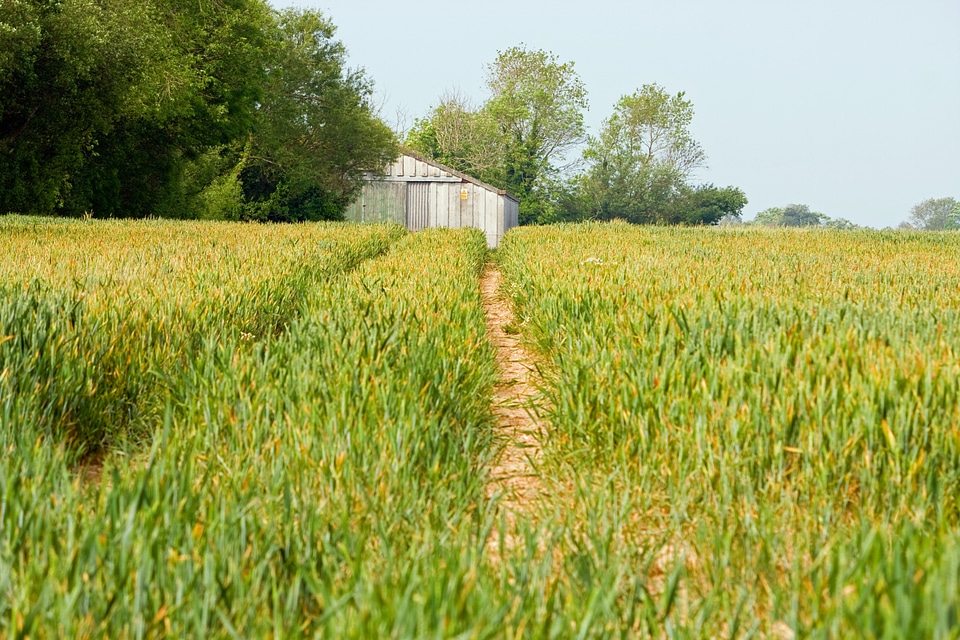 Crops wheat cereals