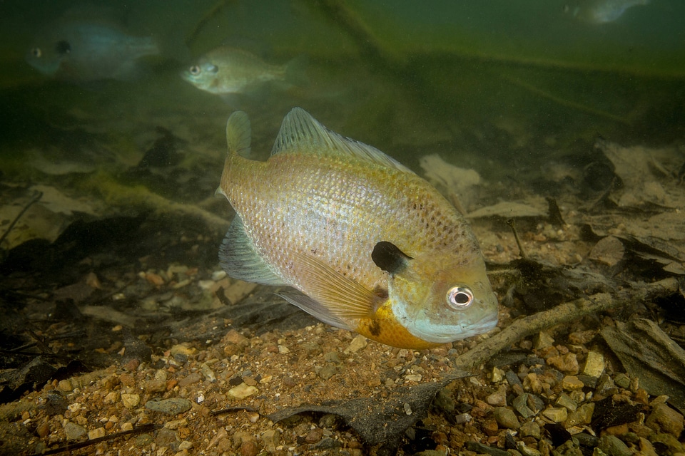 Bluegill on nest-1