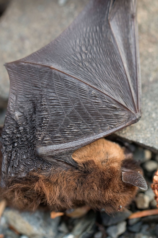 Little Brown Bat