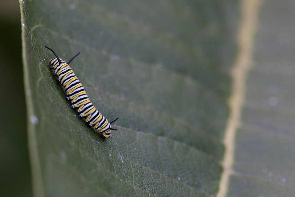Monarch butterfly larvae-1