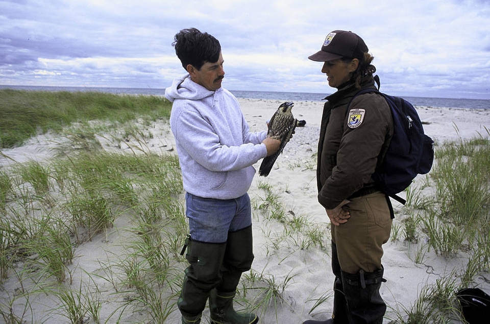 FWS Employee with Peregrine Falcon