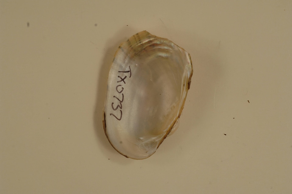 Lampsilis bracteata (inside)-2