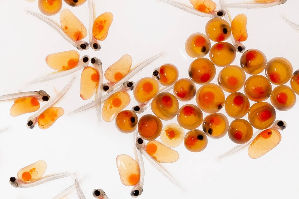 Rainbow trout eggs-1