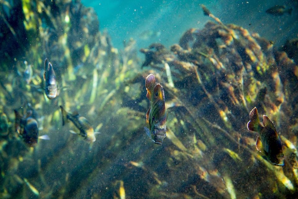 Bluegill and bass school in wait for food in a Florida spring