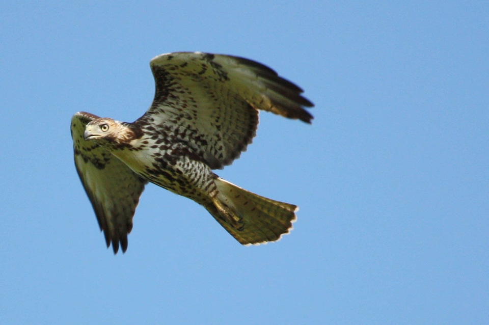 Juvenile Red-tailed Hawk