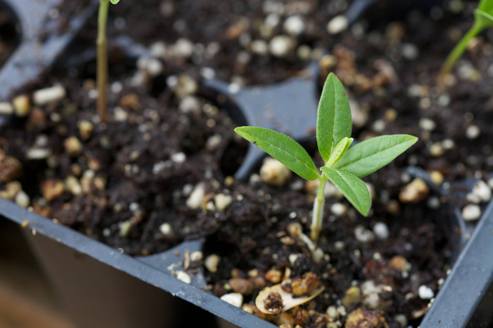Common Milkweed-2