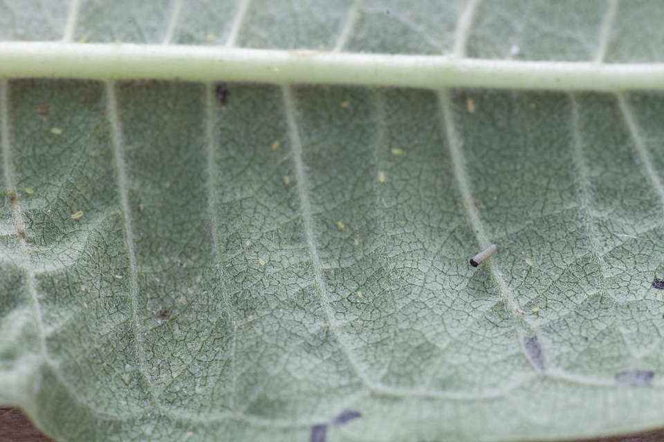 Monarch butterfly larvae-1