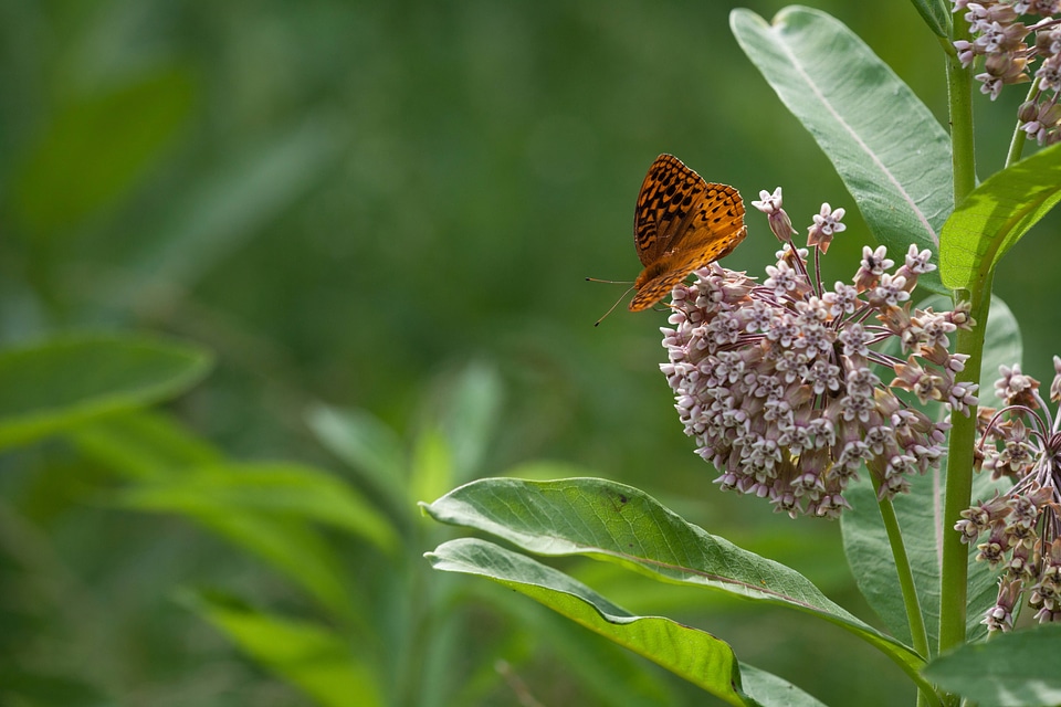 Great Spangled Fritillary on milkweed-3