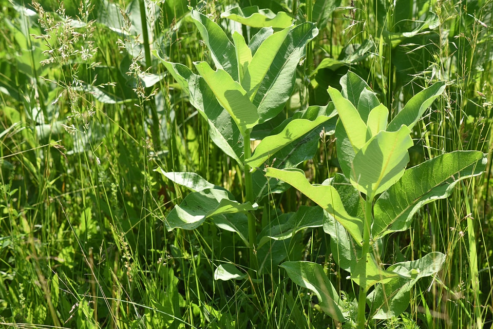 Milkweed in a field-5