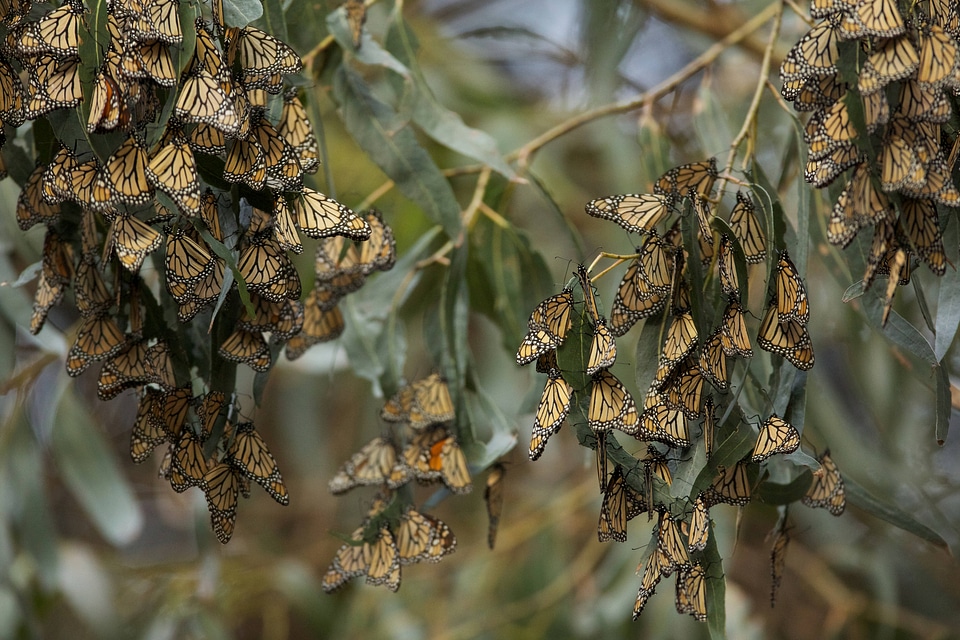Monarch butterflies-4