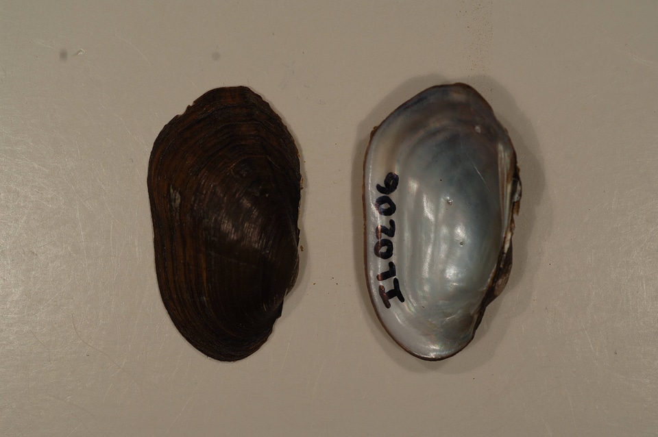 Villosa lienosa