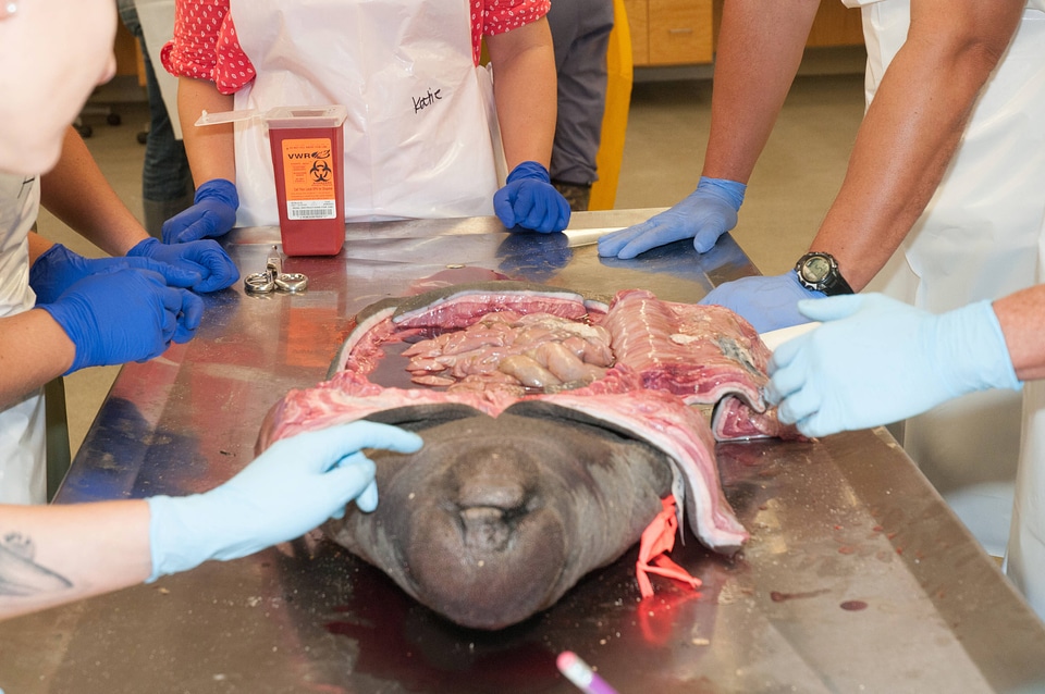 Marine Mammal Stranding Course at NCTC-2