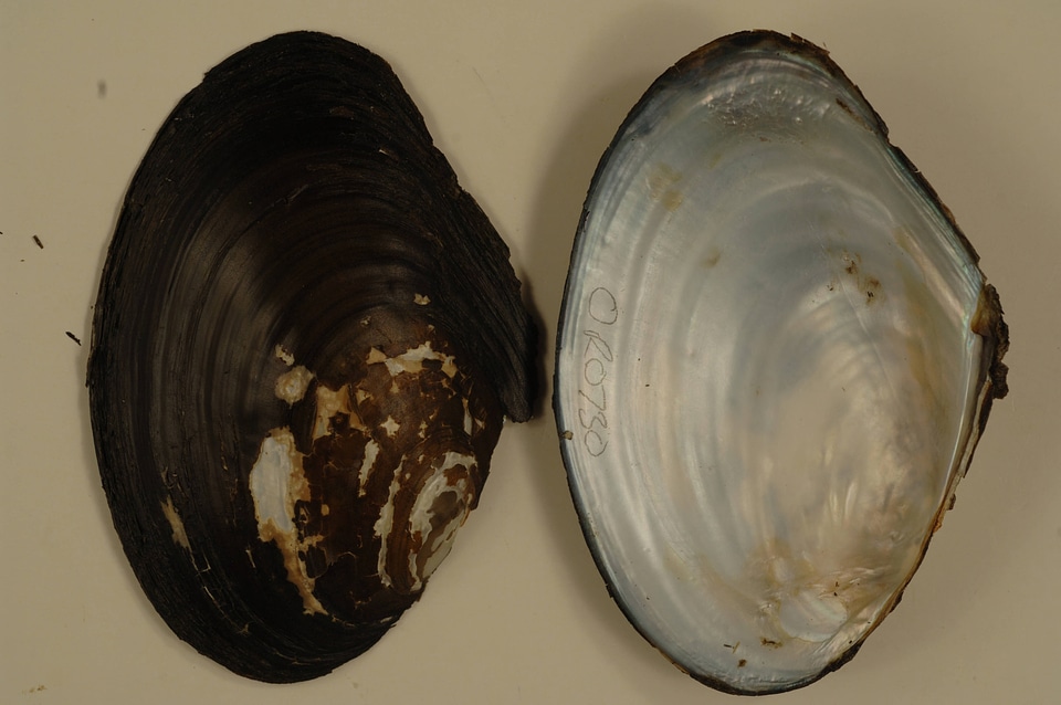 Anodonta californiensis