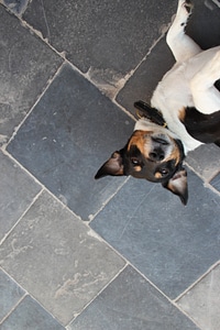 Terrier is head jaques