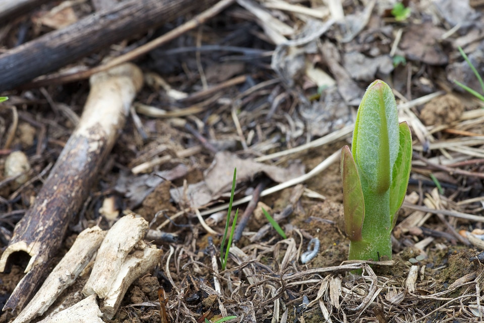 Common Milkweed-3
