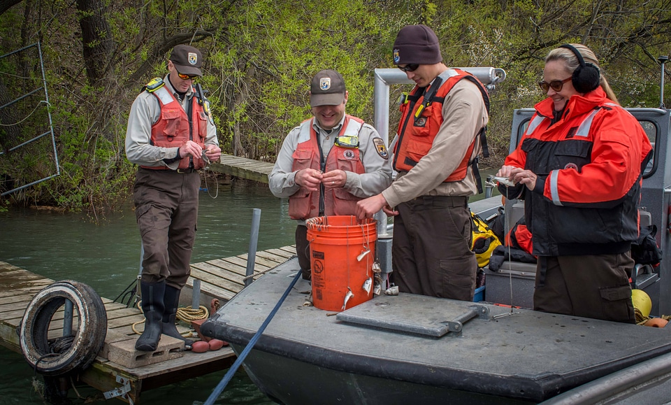 USFWS Fisheries workers bait hooks for Lake sturgeon capture-5