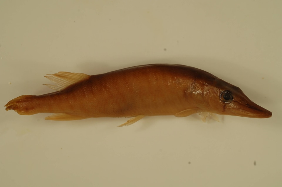 Esox niger-7