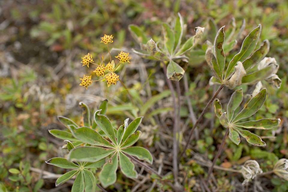 Blooming plants in Alaska