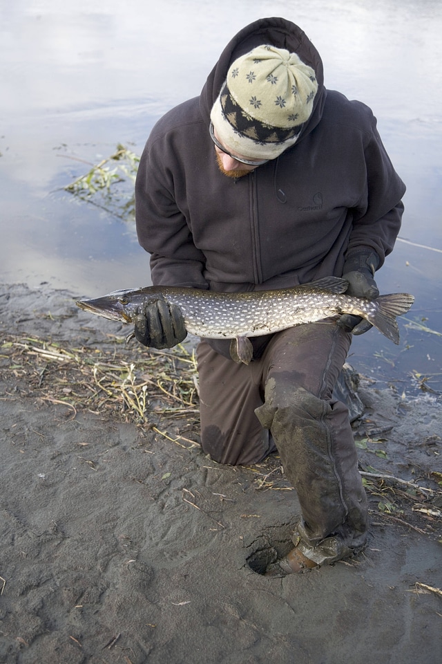 Fisherman holds a Northern pike