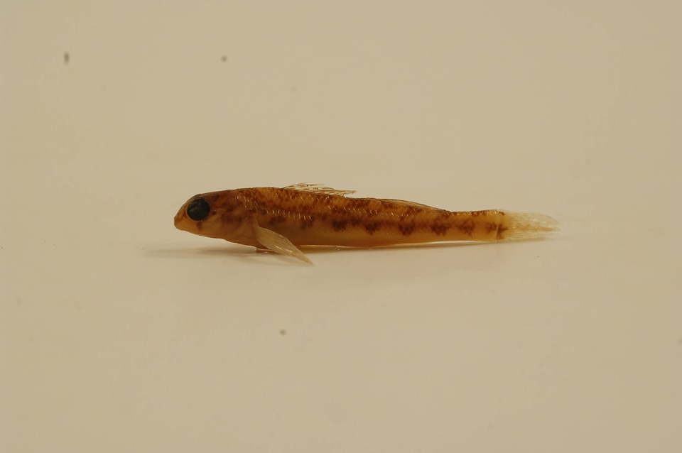 Etheostoma flavum