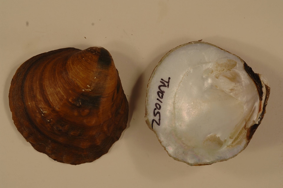 Amphinaias pustulosa-3