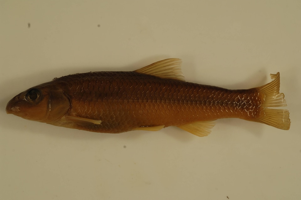 Nocomis micropogon-1