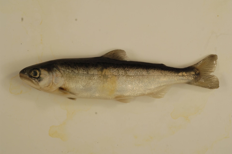 Oncorhynchus tshawytscha-1