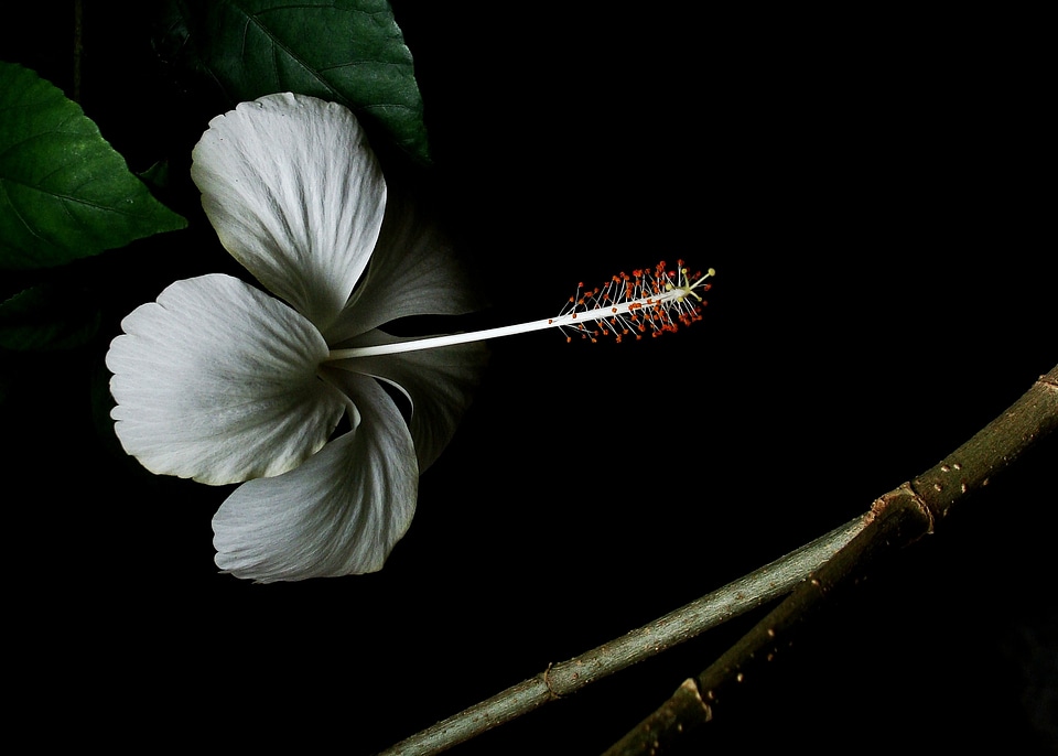 White flower flower macro photography