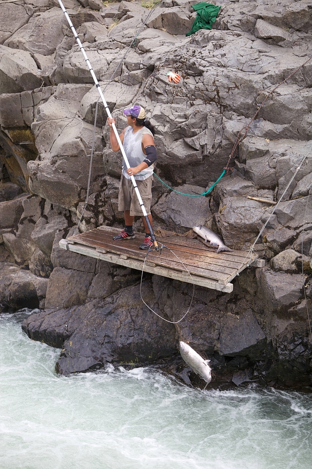 Dip netting a salmon in the Klickitat River