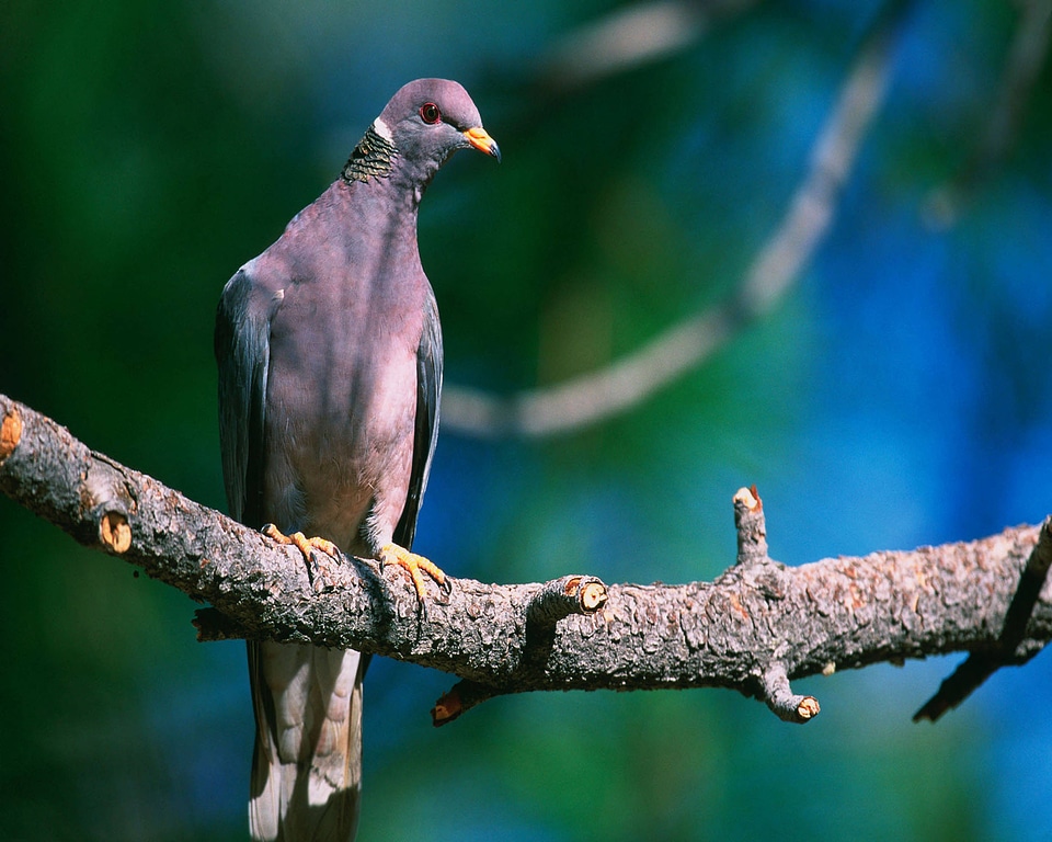 Band-tailed pigeon photo