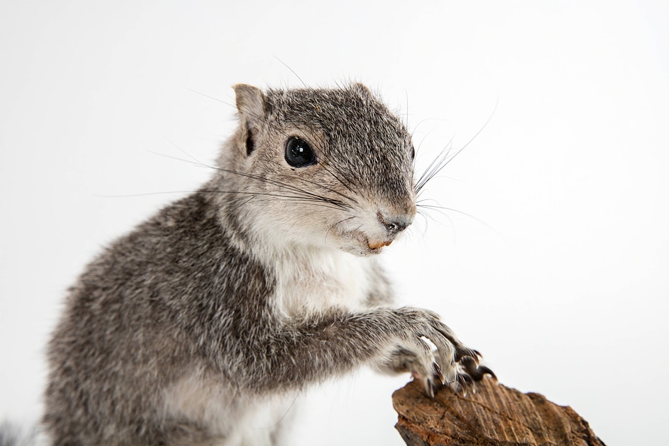 Delmarva Peninsula fox squirrel 